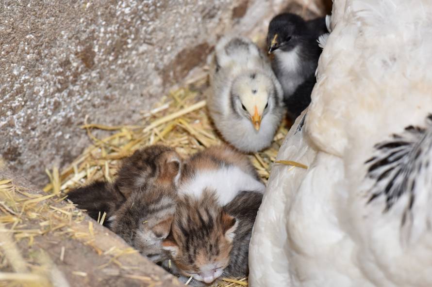 Prava obitelj: Maca čuva piliće, a koka pazi na njene mačiće