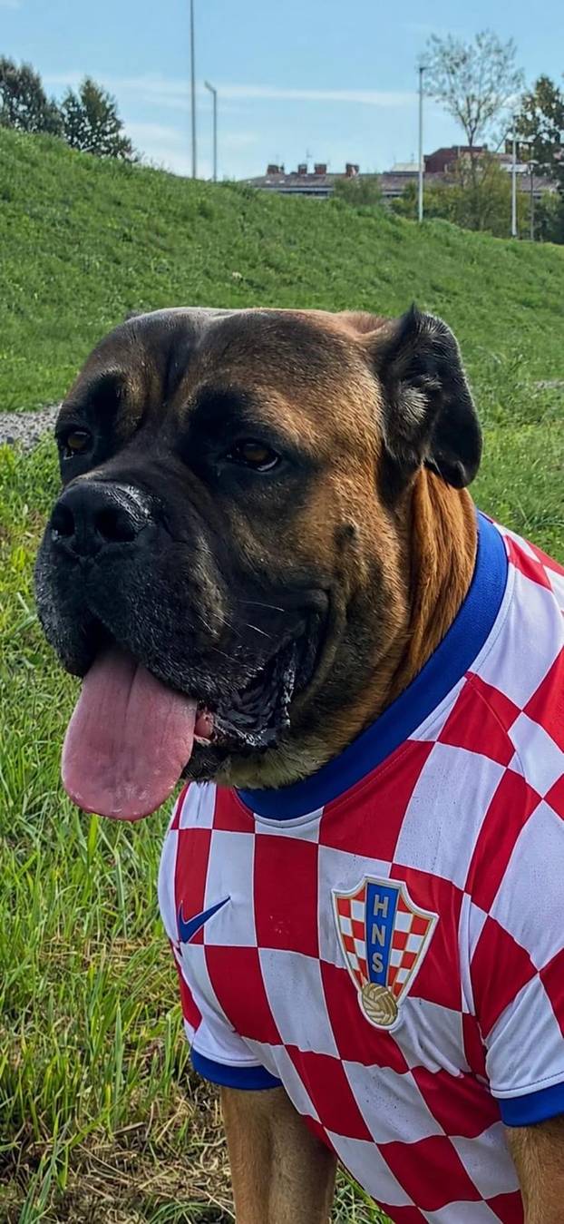 ŠAPE GORE! Ovako navijaju za repku ljubimci naših čitatelja