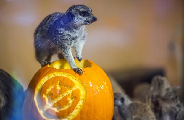 Zagreb: U Zoološkom vrtu organizirana podjela slasnih bundeva životinjama