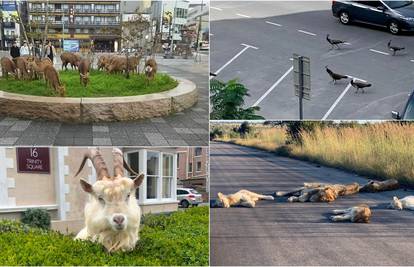 Divlje životinje istražuju ulice grada dok ljudi sjede kod kuće