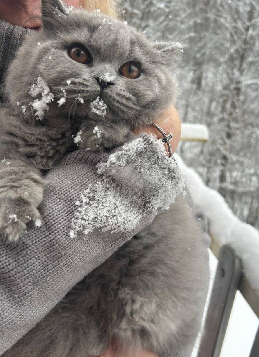 Možete li pronaći psa na fotki?