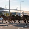 VIDEO Iznenađenje kod zračne luke u V. Gorici: 'Nasred ceste - konji. I njima se putuje, izgleda'