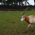 Drama u Njemačkoj: Dvije antilope pobjegle tijekom cirkuske predstave na Božić