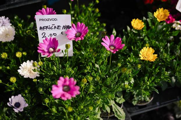 24sata Zagreb: Ponuda cvijeća na Dolcu 