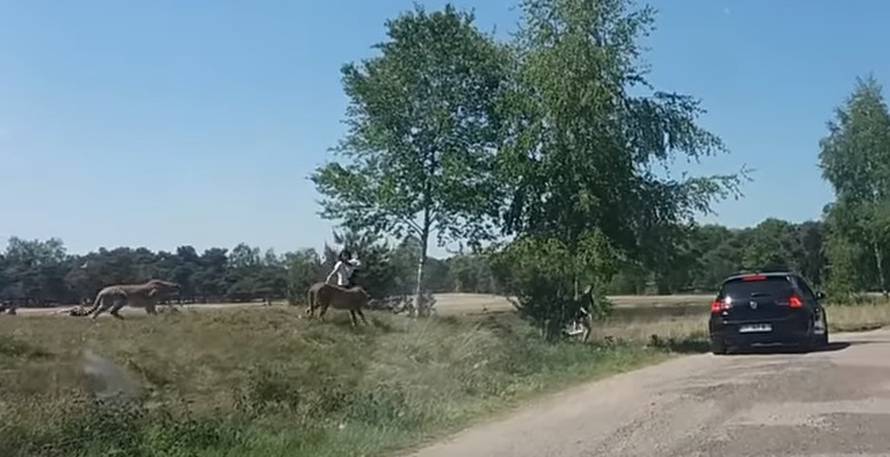 Strava u safari parku: Obitelj s djecom napao je čopor geparda