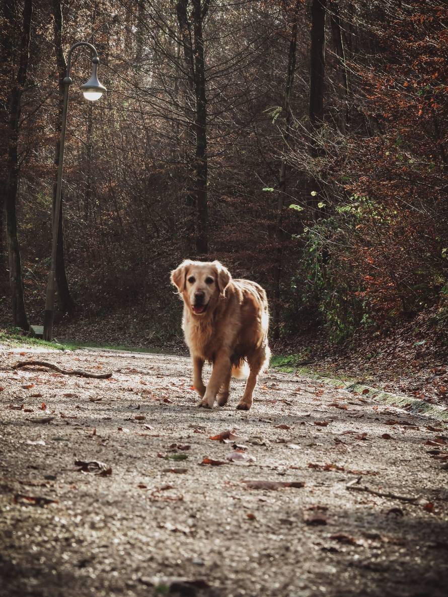 O jednoj bezuvjetnoj ljubavi...