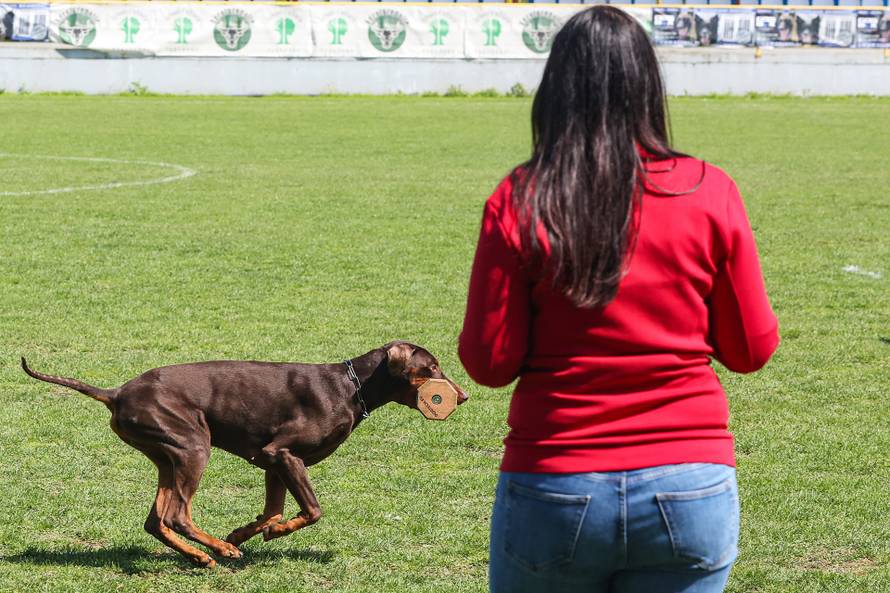 Međunarodna izložba natjecanje dobermana u Kurilovcu