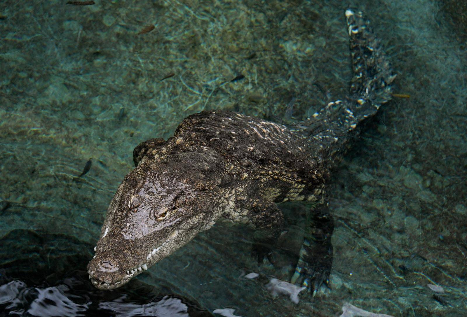 Inventory in the tropical aquarium Hagenbeck