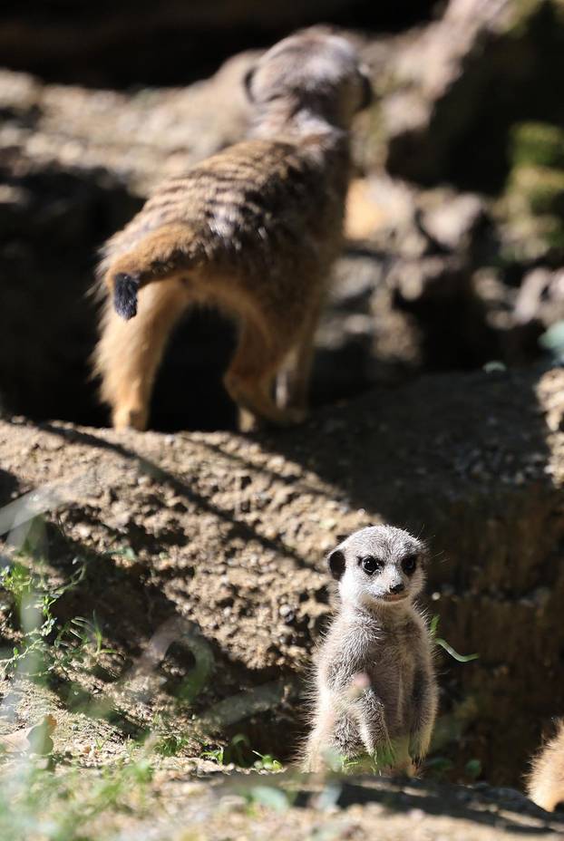 Zagreb: Tri mladunca merkata novi su stanovnici Zoološkog vrta