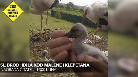 Idila kod Malene i Klepetana: Na svijet su došla 4 nova ptića