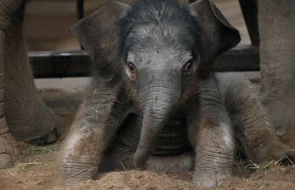 Preslatka slonica stara 2 dana znatiželjno promatra svijet 