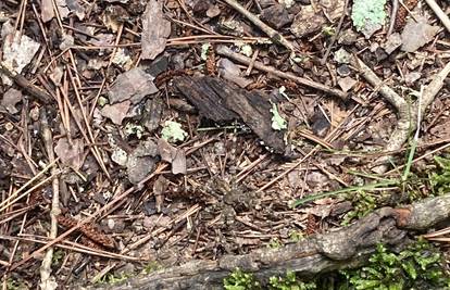 Test za oko sokolovo: Možete li pronaći golemog pauka koji se skriva na ovoj fotografiji?