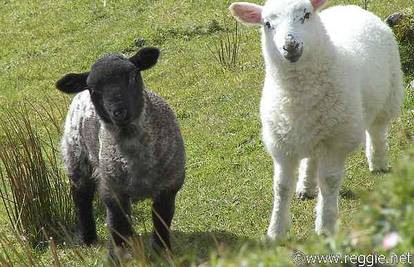 U Torinu zaposlili ovce da kose travu po parkovima