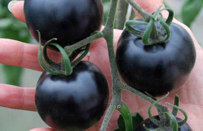 'Novo' povrće: Znanstvenici su stvorili crnu rajčicu