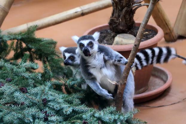 Zagreb: Životinjima u zoološkom vrtu podijeljena božićna drvca