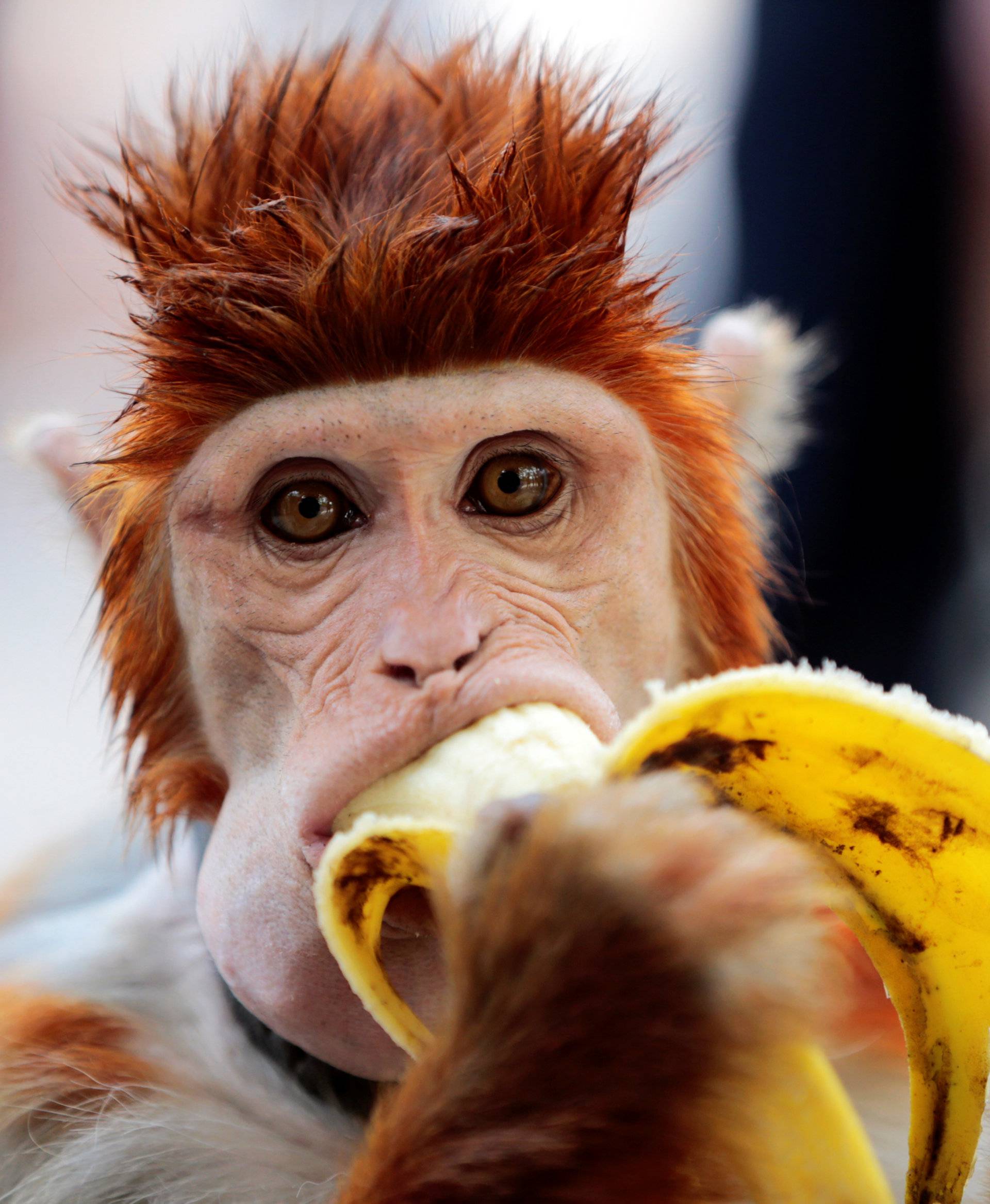 A monkey eats a banana as it takes a break from performing at a cultural center in Islamabad