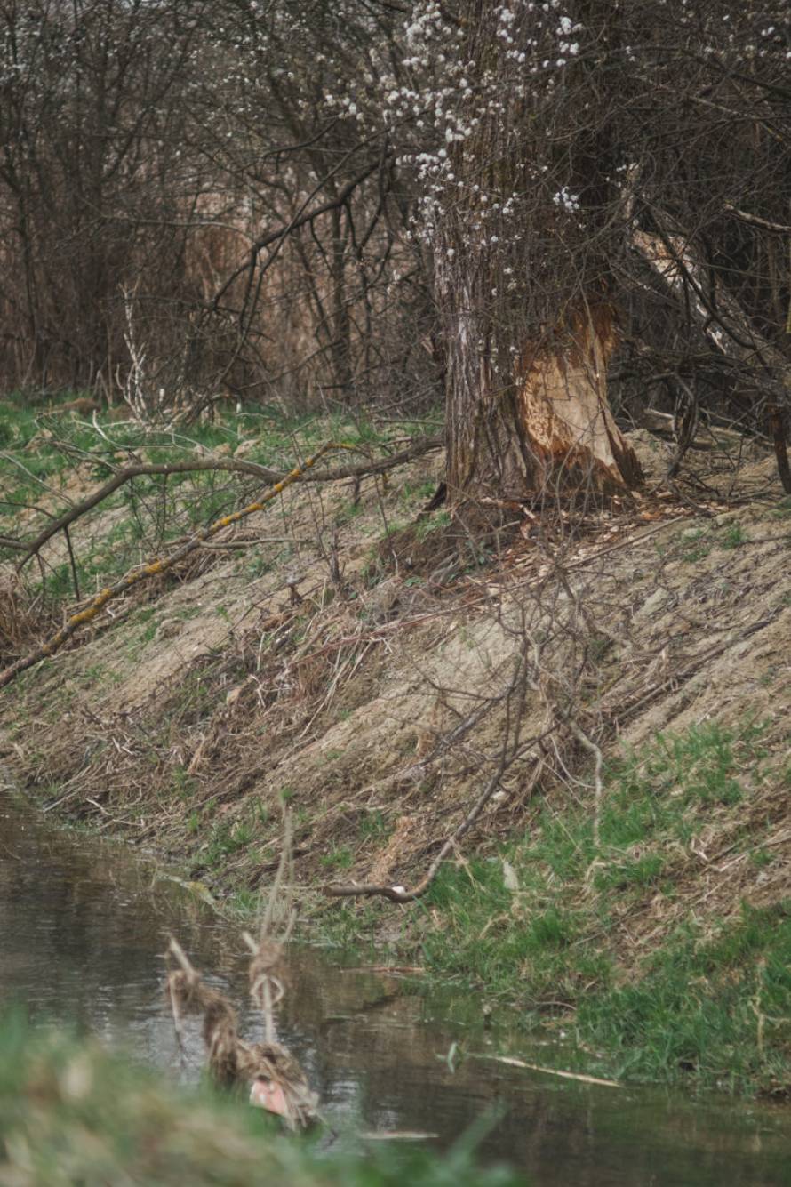 Dabrovi u Novom Marofu rade probleme: 'Ukrali su 200 letvi radnicima i odnijeli ih u potok'