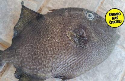 FOTO Upecao ribu kod Biograda i iznenadio se: 'Ovo nisam vidio 25 godina! Nisam znao što je'