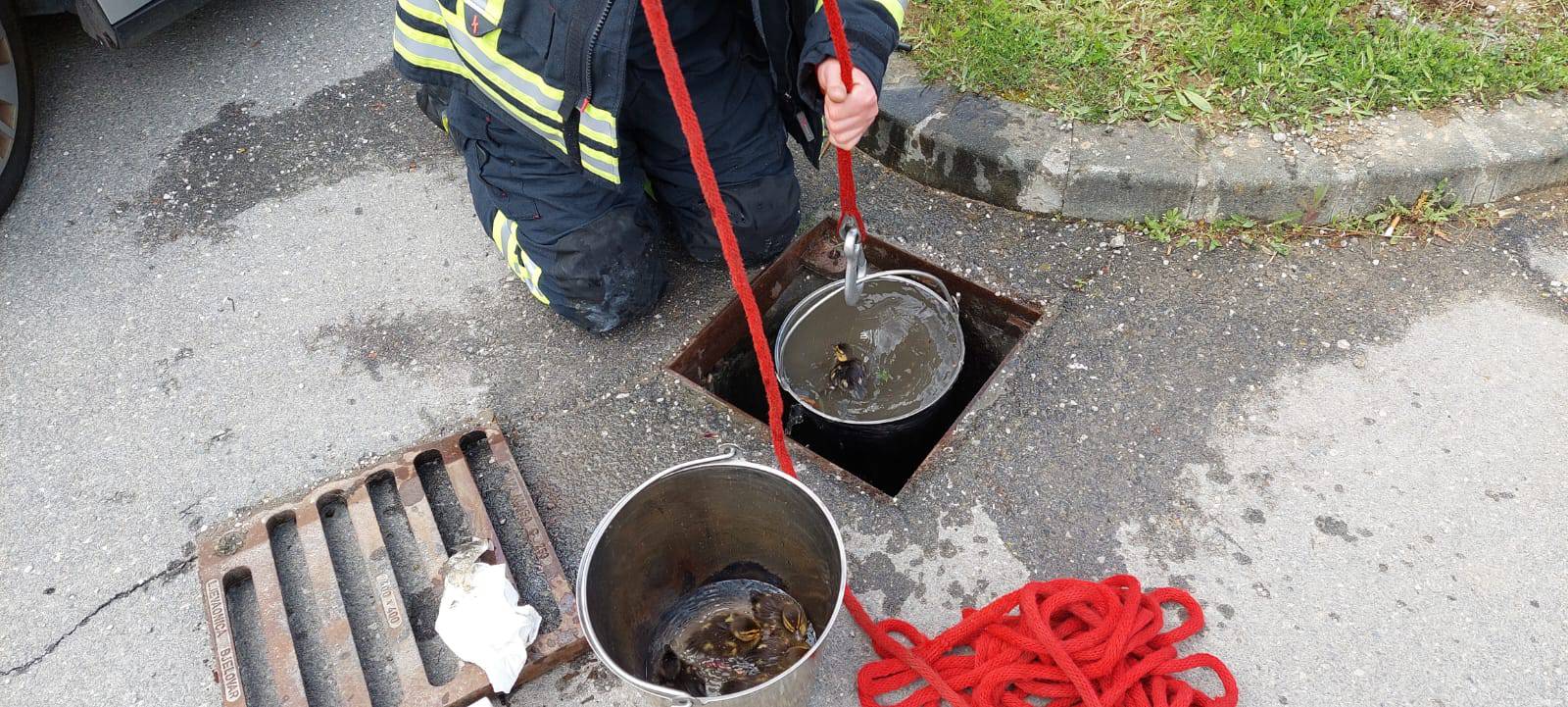 VIDEO: Krapinski vatrogasci spasili pačiće: Pustili smo ih kraj rijeke, mama ih je dočekala