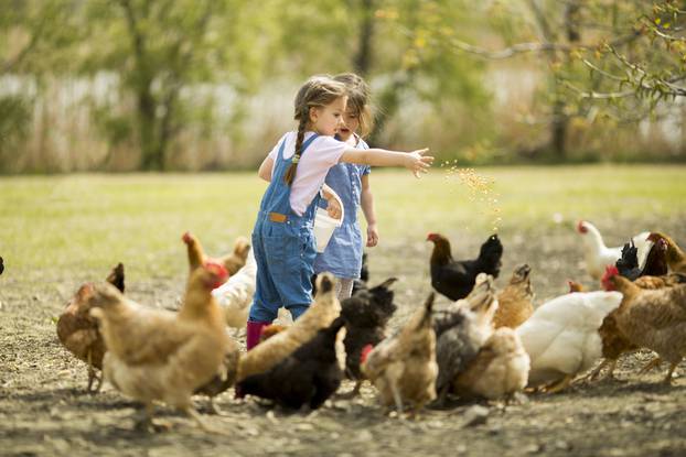Two,Little,Girl,Feeding,Chickens
