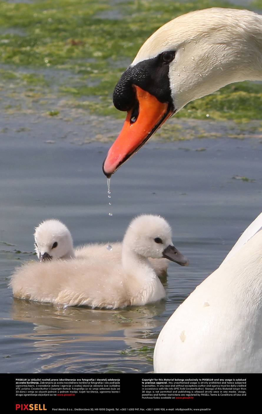 Duško Jaramaz/Pixsell