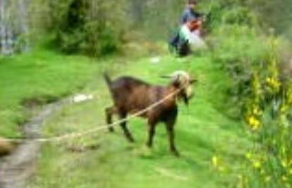 Peruanska koza glasa se kao da muškarac viče
