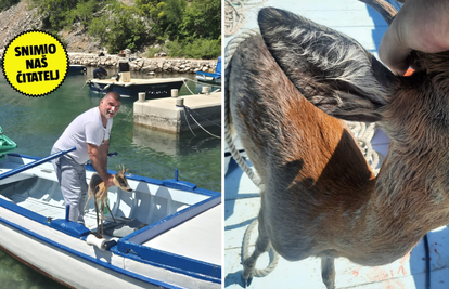 VIDEO Prelijepa gesta: 'Vidio sam srnu u moru i odmah skočio u barku i izvadio ju van'