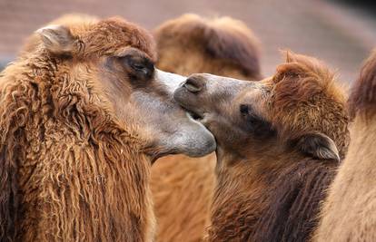 Zagrebački ZOO časti povodom Valentinova: Dođite u paru i platite samo jednu ulaznicu