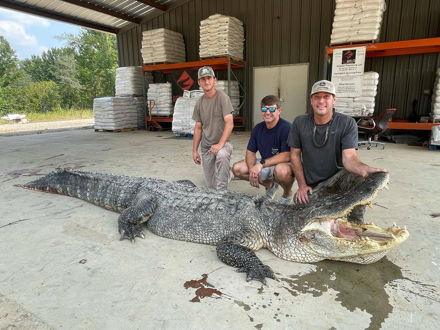 Ulovili čudovišnog aligatora i postavili rekord. Ima više od 4 metra i 360 kila: 'Jedu nam pse'