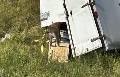 Agresivni majmuni na slobodi: Prevrnuo se kamion, ljudi zovu šerifa: 'Nažalost, nije šala'