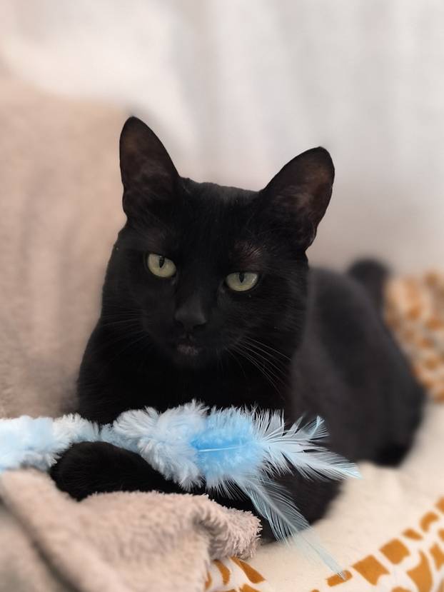 Udomite ih! Ove slatke mace u Noinoj Arci osvojit će vaša srca