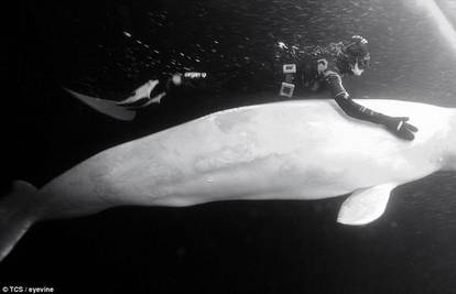 Na leđima bijelog kita od 5 metara je ronila na Arktiku