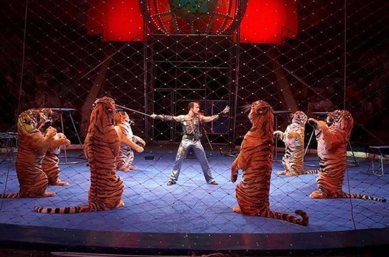 Ruski cirkus: Tigrica preskočila vatreni obruč i onesvijestila se
