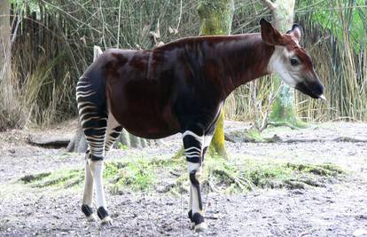 Ima rogove kao žirafa i šare kao zebra, a nije nijedno