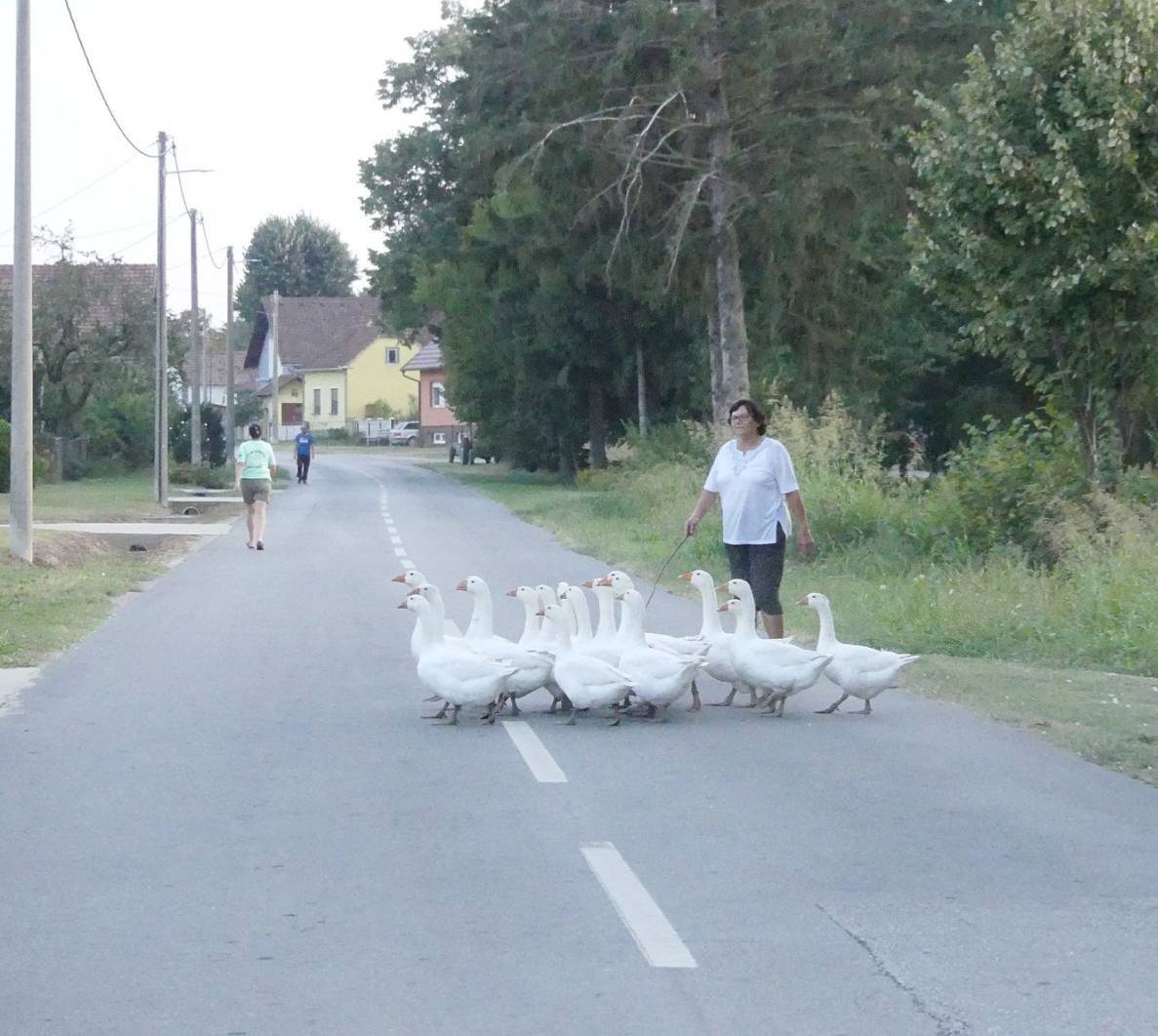 Tradicija opet živi: 'Vratile smo guske u našu Grabrovnicu. Ljudi su oduševljeni kad su na ispaši'