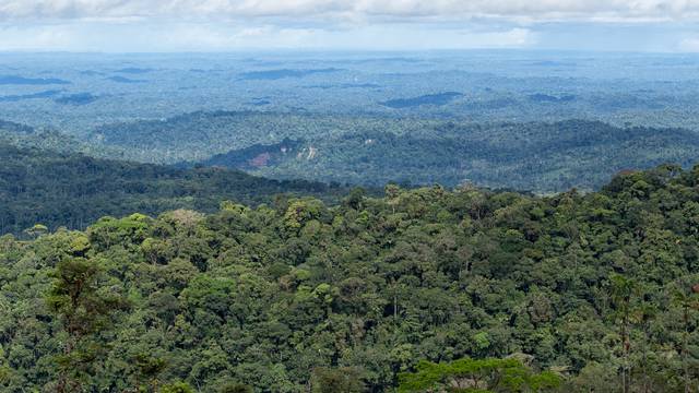 the Amazon basin of Ecuador 