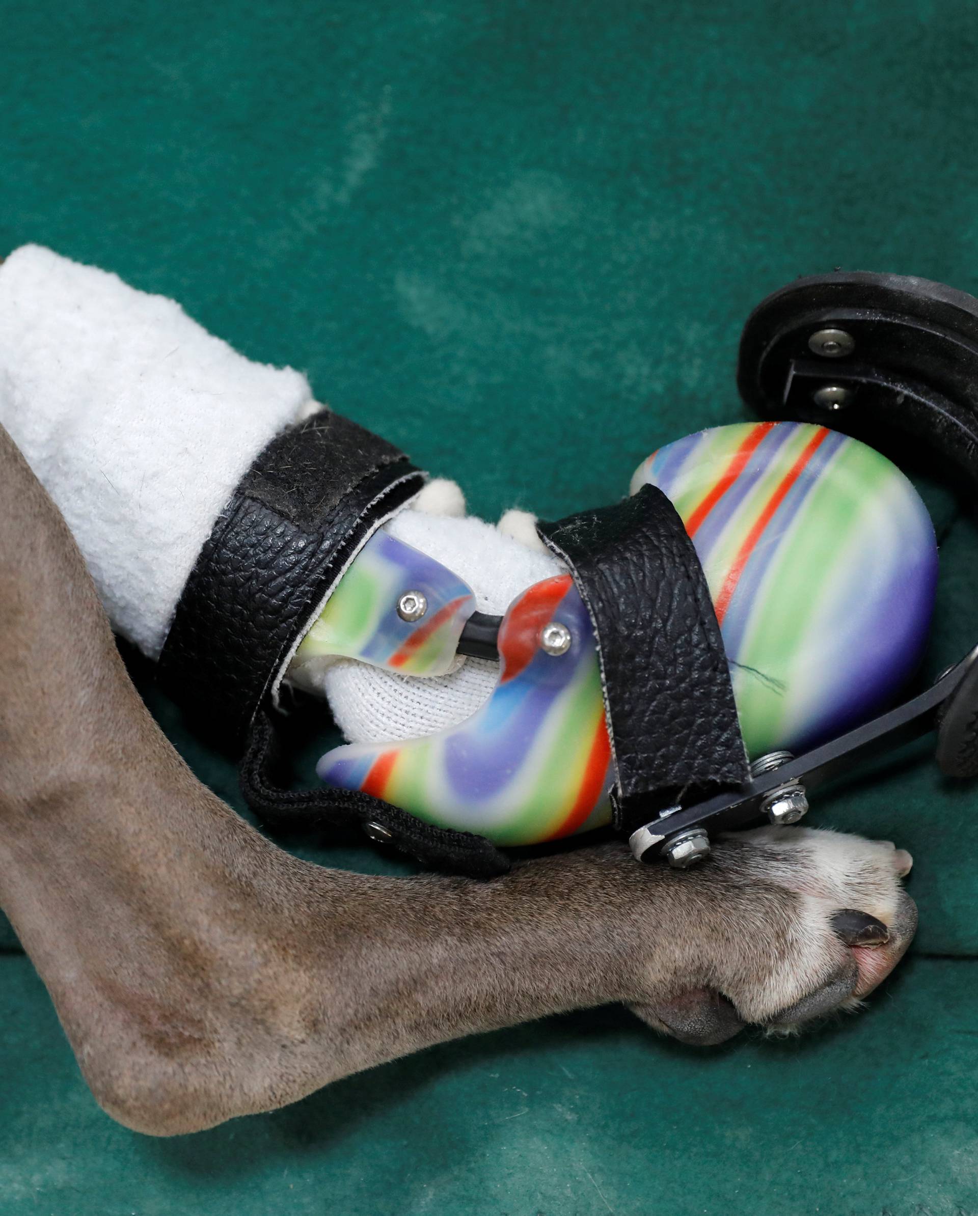 Pitbull mix wears a prosthetic paw in Sterling, Virginia