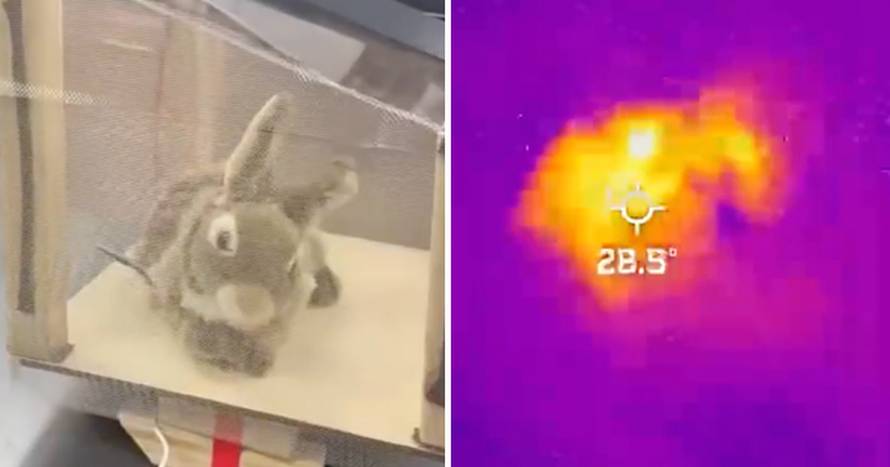 Robotski zečevi tamane pitone po Floridi: Ispuštaju miris zeca i topli su, a cijena im je 3500 €