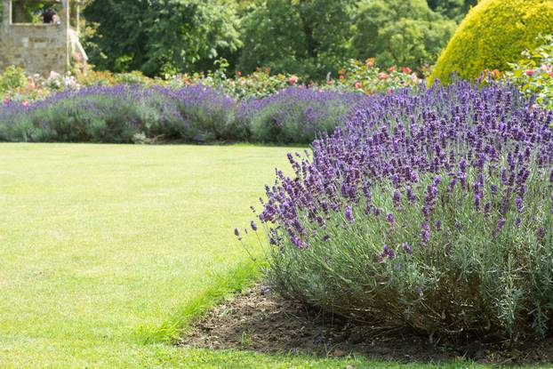 Blooming,Bushes,Of,Lavender,Purple,Aromatic,Flowers,In,The,Garden.