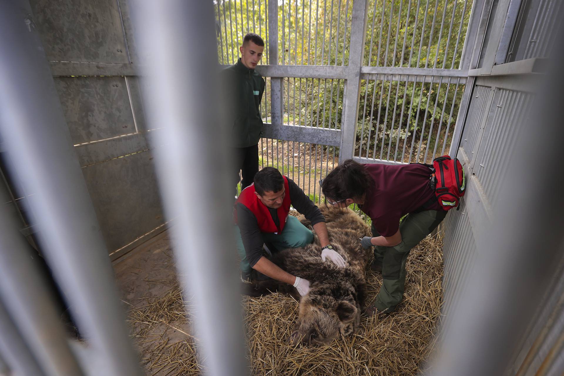 Kosovo: Utočiše za medvjede Four Paws spasilo je medvjeda i lava  iz zatočeništva