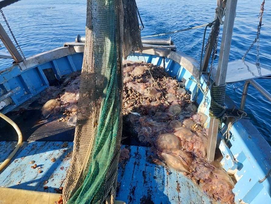 'Ulovio sam tonu meduza, one kidaju mrežu i teško ih je izvući'