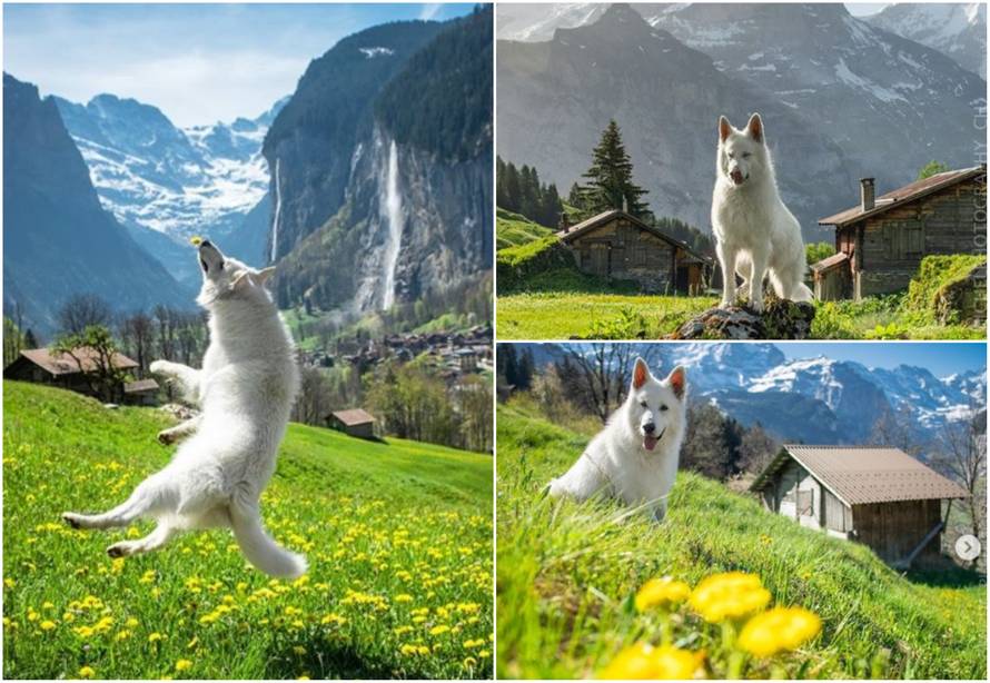 Švicarski ovčar Rasta