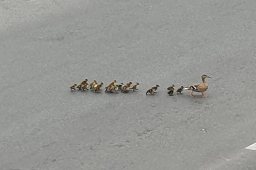Bez nervoze: Vozači čekali dok je mama patka vodila klince