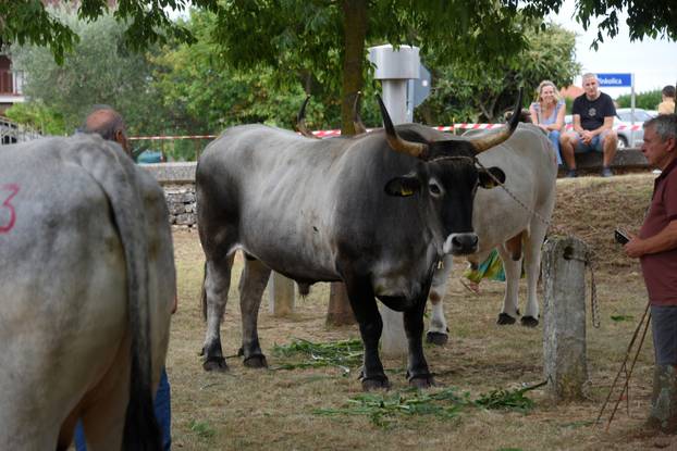 Kanfanar: 35. smotra istarskog boškarina