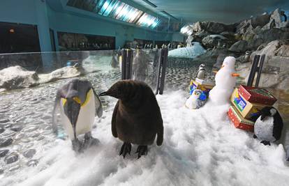 Pogledajte kako će mali pingvin proslaviti Božić u zoološkom...