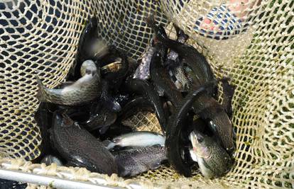 Oko 1000 kila pastrve uginulo u ribnjaku zbog manjka kisika