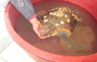 Jaka bura nakon riba iz mora izbacila i kornjaču u Posedarju 