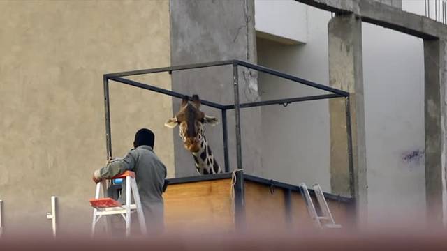 Mexico starts relocation of giraffe Benito to wildlife sanctuary