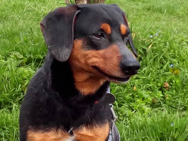 FOTO Ovi preslatki psići u Noinoj Arci čekaju samo vas da ih udomite