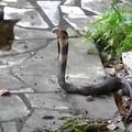 Otrovna zmija i mačka: Ovo je dokaz da nemaju svi 9 života